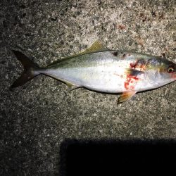 ポーアイ沖爆釣